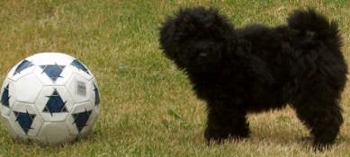 Pieni koira ja iso pallo
