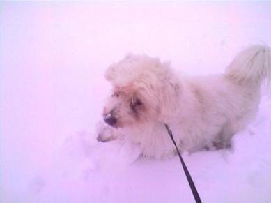 Pikku Vilzu lumessa :)