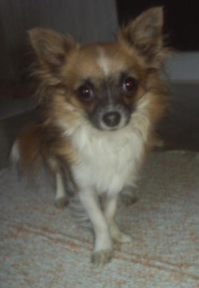Pitkäkarvainen Chihuahua Dani