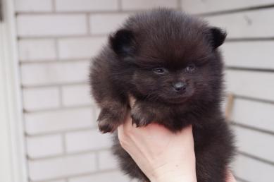 Pomeranian Rocky