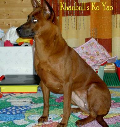 red/punainen Thai Ridgeback Dog female/narttu