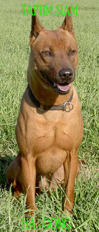Red/Punainen Thai Ridgeback Dog male/uros