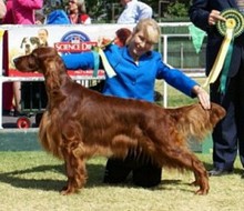 River - Best In Show