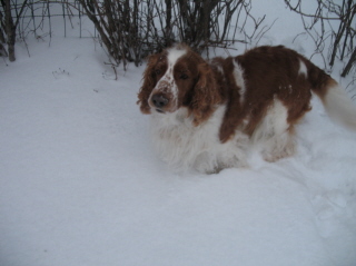 Rocbee Ivanhoe talvella '07.