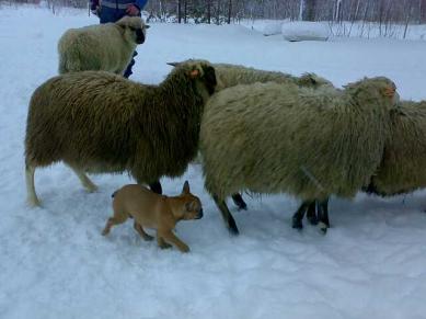 Rocco pieni lammaspaimen