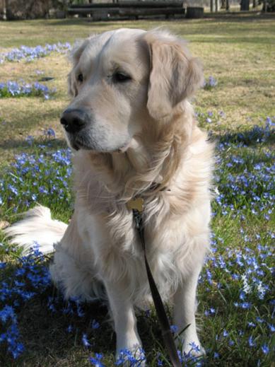 Rocky keväisten kukkien keskellä v.2008