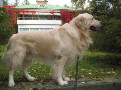 Rocky seisoo Villa Malmilla syksyllä 2007