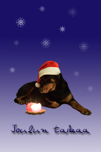 Rottweilerin joulun taikaa