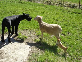 Rufus ja lammas Baby Bää