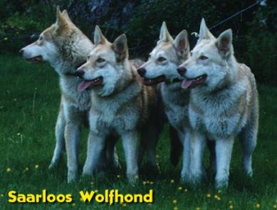 saarloos wolfhond <33