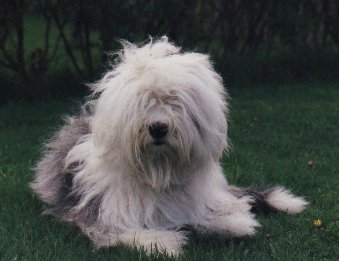 Sofi vuonna 1999