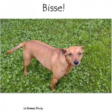 Tässä olen minä Bisse!