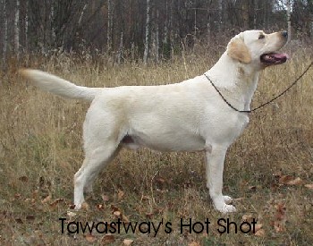 Tawastway's Hot Shot
