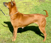 Thai Ridgeback Dog