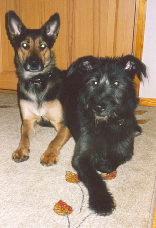 Zera ja MIshka joululomalla 2004
