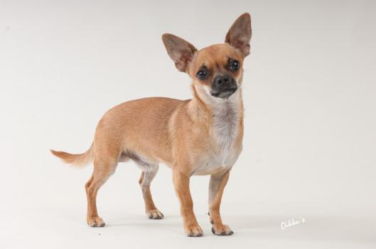 Chihuahua, lyhytkarvainen