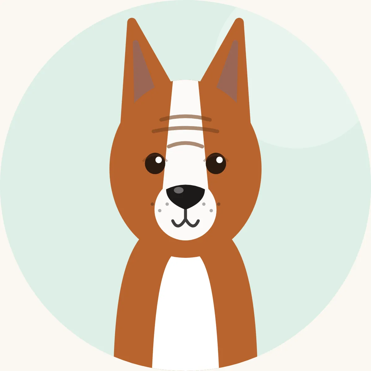 Basenji – piirroskuva rodun tyypillisestä ulkonäöstä (punavalkoinen, mustavalkoinen, kolmivärinen tai tiikerijuovainen)