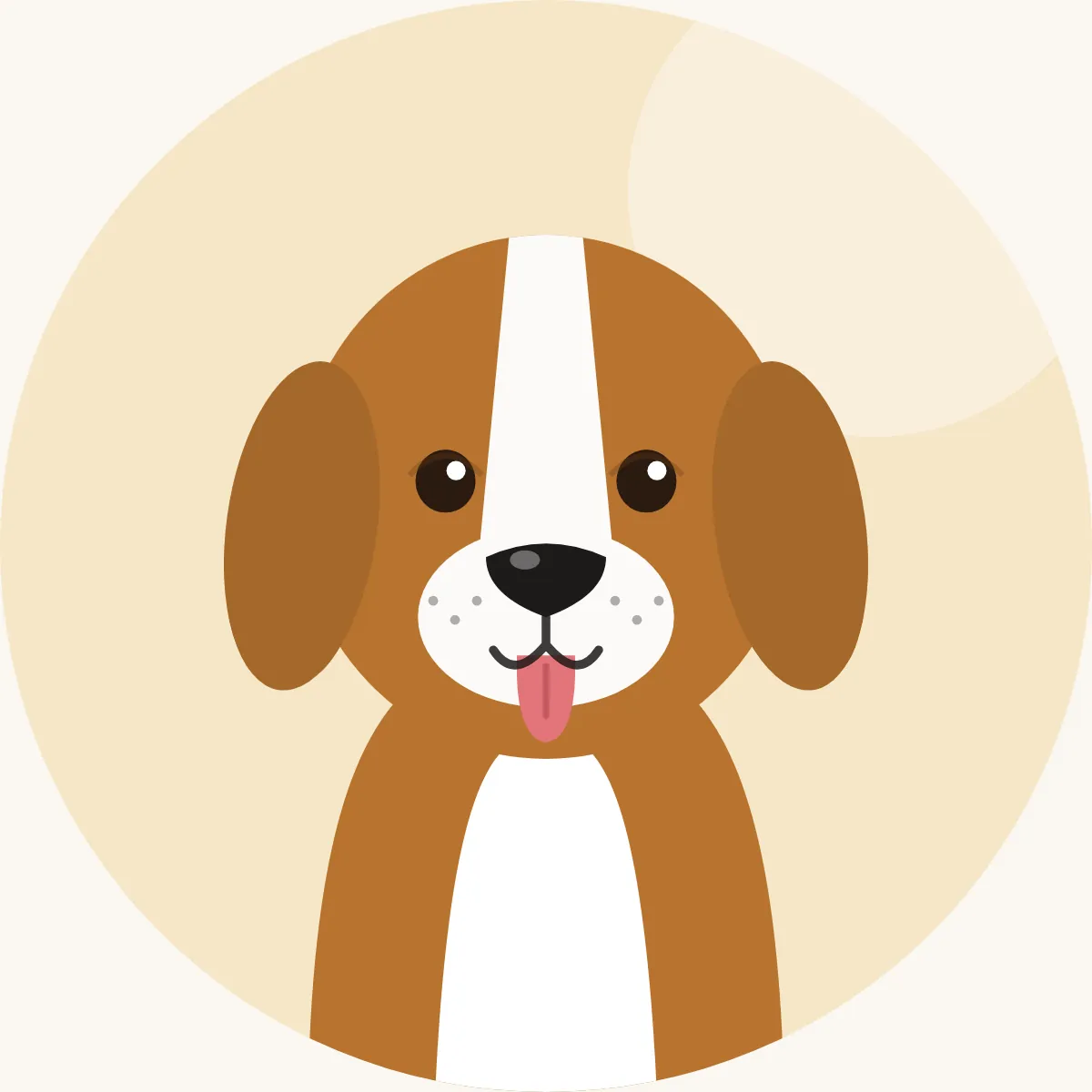 Beagle – piirroskuva rodun tyypillisestä ulkonäöstä (kolmivärinen ja muut ajokoiravärit)