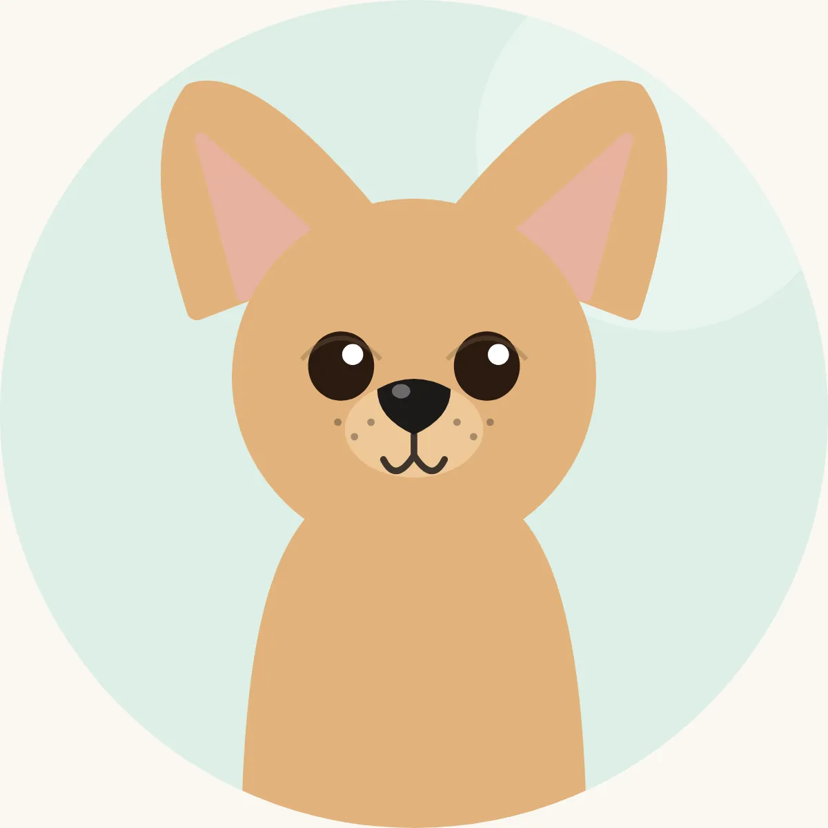 Chihuahua – piirroskuva rodun tyypillisestä ulkonäöstä (kaikki värit)