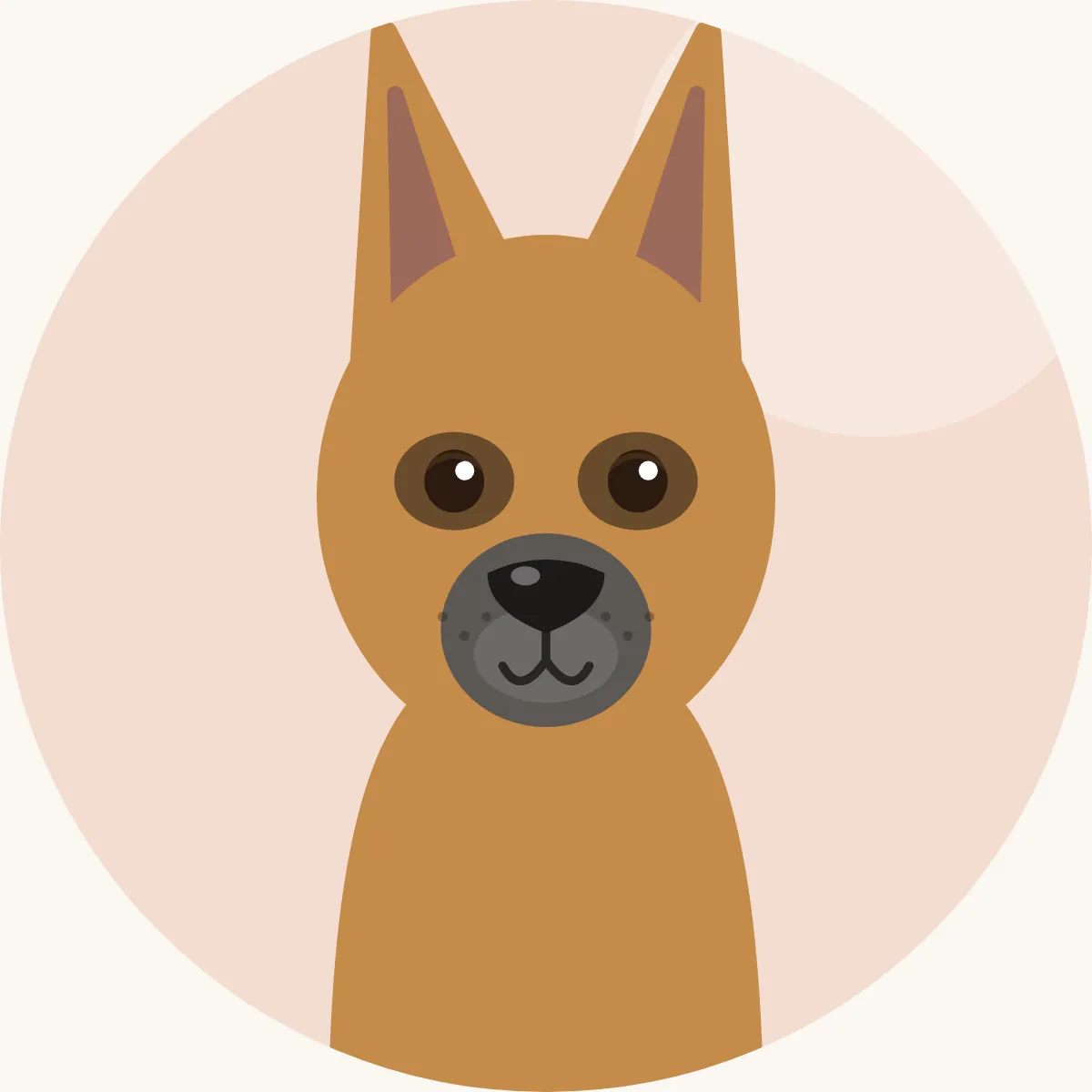 Belgianpaimenkoira, malinois – piirroskuva rodun tyypillisestä ulkonäöstä (kellanruskea mustin kärjin ja musta maski)
