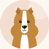 Collie, pitkäkarvainen