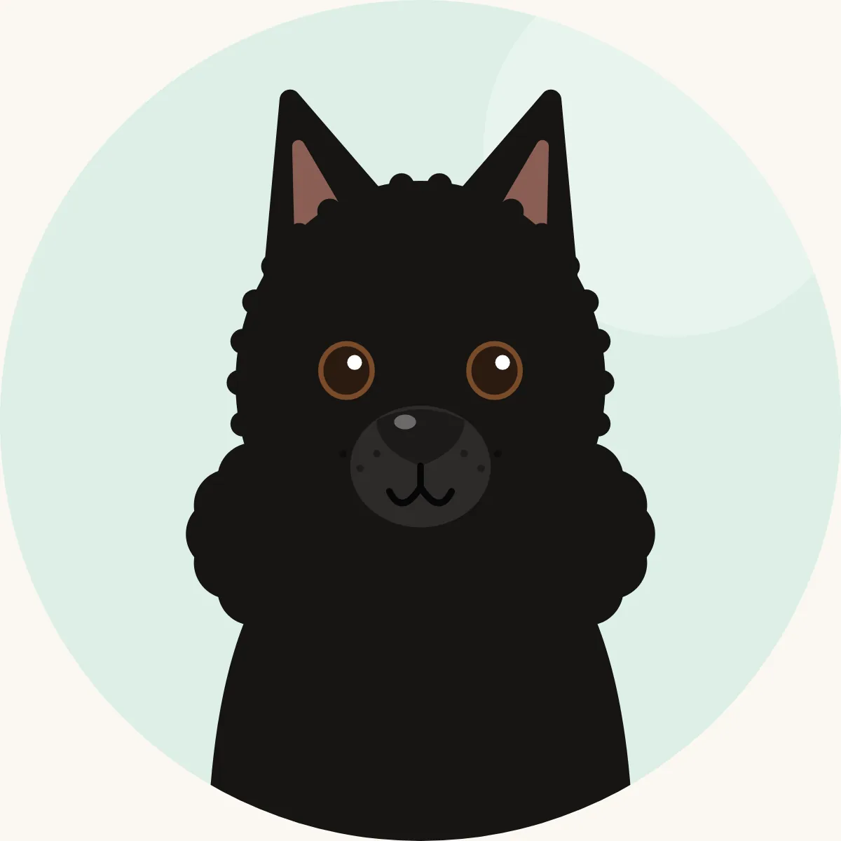 Schipperke – piirroskuva rodun tyypillisestä ulkonäöstä (musta)