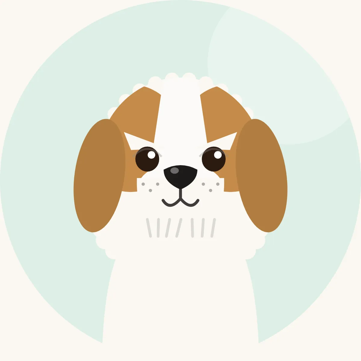 Shih tzu – piirroskuva rodun tyypillisestä ulkonäöstä (kaikki värit)