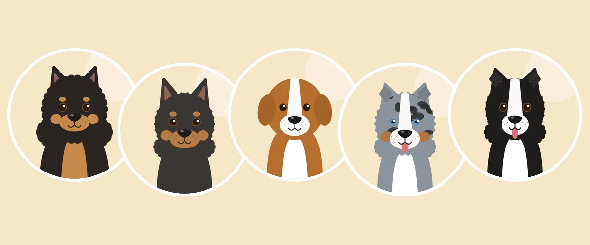 Keskikokoiset koirarodut: suomenlapinkoira, lapinporokoira, suomen ajokoira, australianpaimenkoira ja bordercollie (piirroskuva)