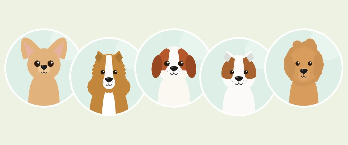 Pienet koirarodut: chihuahua, shetlanninlammaskoira, cavalier, jackrussellinterrieri ja kääpiövillakoira (piirroskuva)