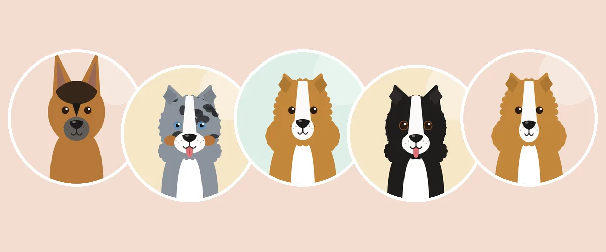 Lammas- ja karjakoirat: saksanpaimenkoira, australianpaimenkoira, shetlanninlammaskoira, bordercollie ja pitkäkarvainen collie (piirroskuva)