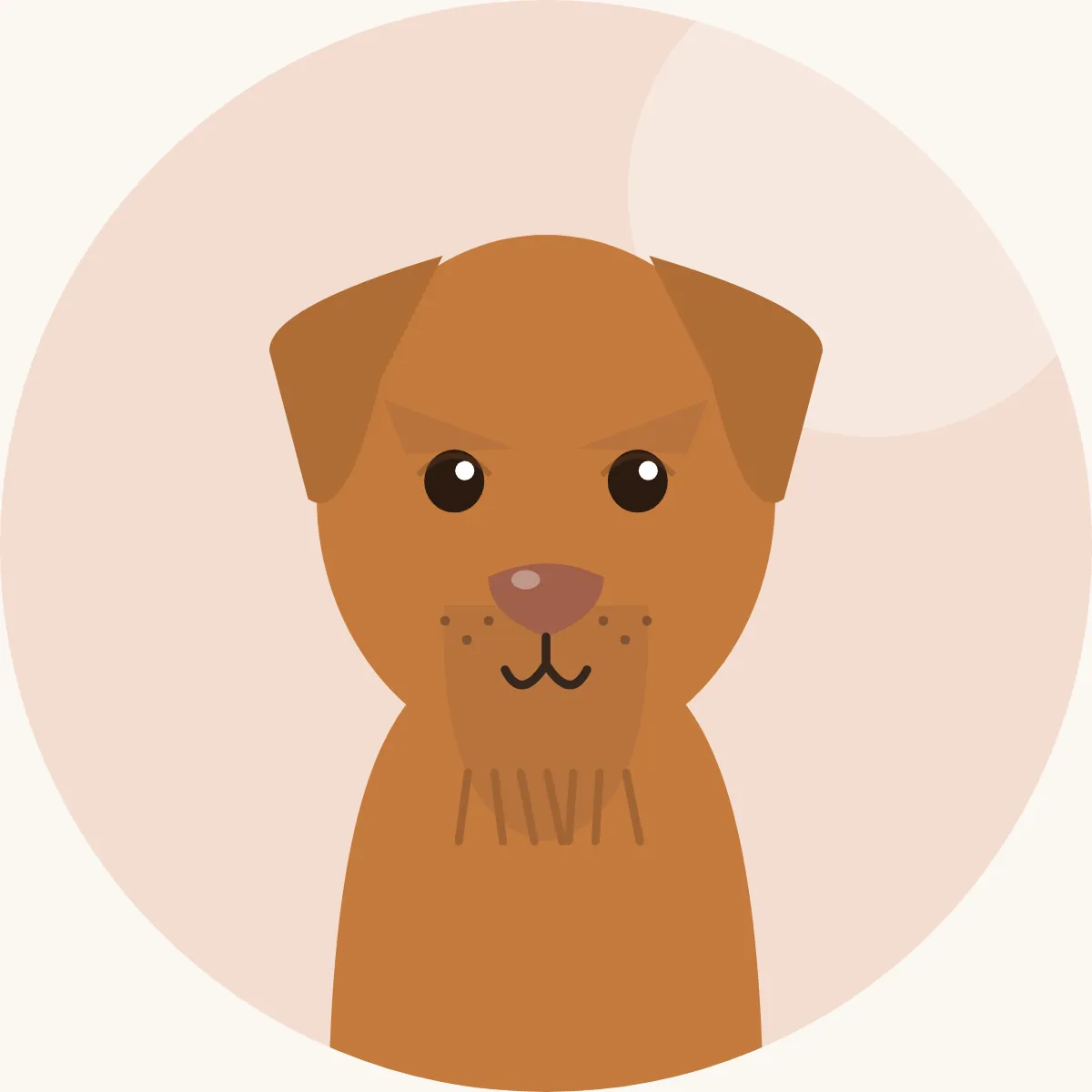 Unkarinvizsla, karkeakarvainen – piirroskuva rodun tyypillisestä ulkonäöstä (kullanruskea)
