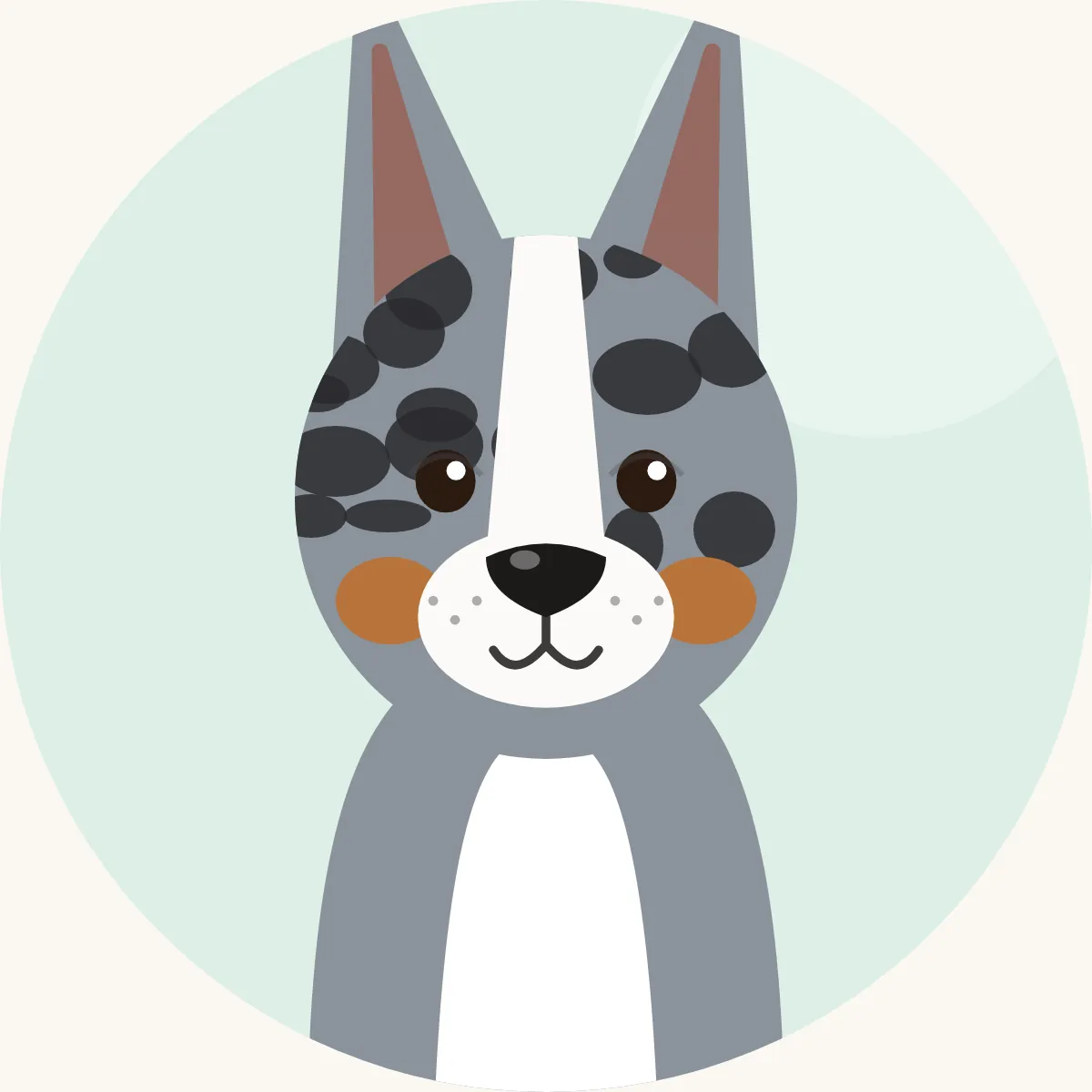 Welsh corgi cardigan – piirroskuva rodun tyypillisestä ulkonäöstä (blue merle, tiikerijuovainen, punainen, soopeli tai musta, valkoisin merkein)