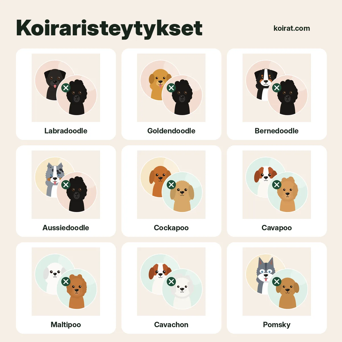 Koiraristeytykset kuvina: labradoodle, goldendoodle, bernedoodle, aussiedoodle, cockapoo, cavapoo, maltipoo, cavachon, pomsky, puggle (piirroskuvat)