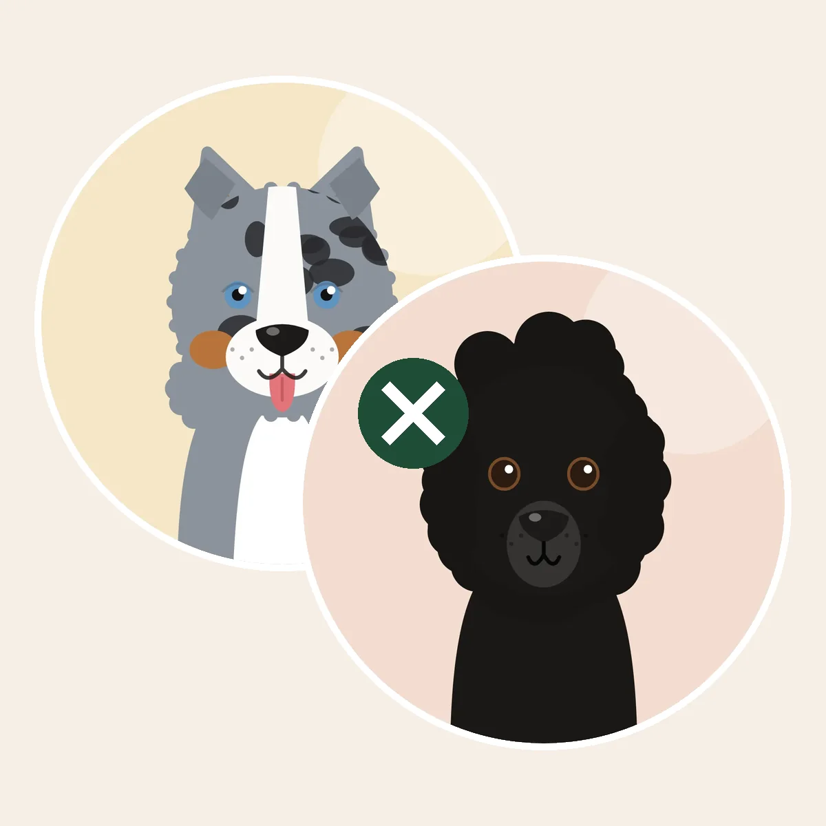 Aussiedoodle – australianpaimenkoira × isovillakoira × keskikokoinen villakoira × kääpiövillakoira -risteytys (piirroskuva vanhempien roduista)
