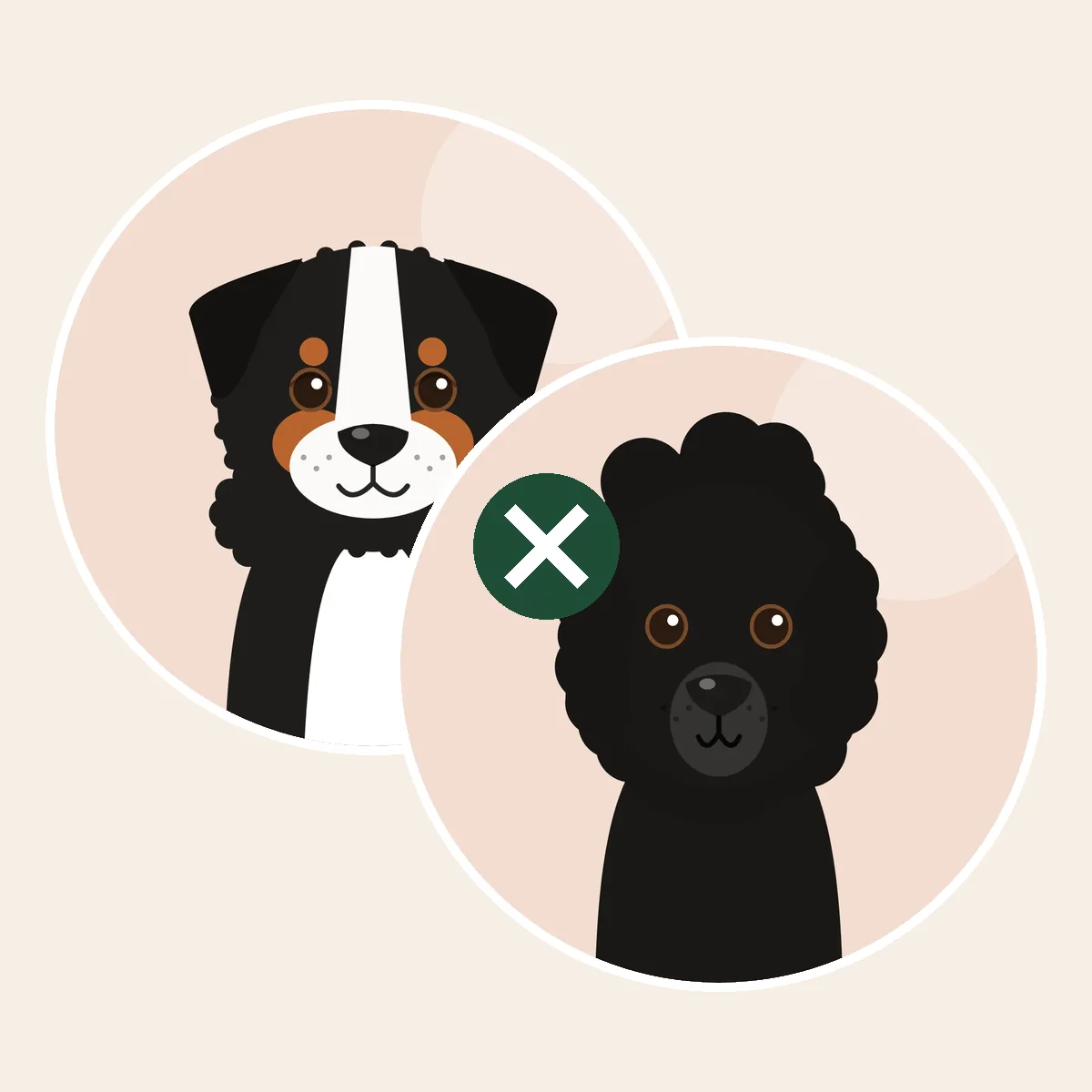 Bernedoodle – berninpaimenkoira × isovillakoira × keskikokoinen villakoira × kääpiövillakoira -risteytys (piirroskuva vanhempien roduista)