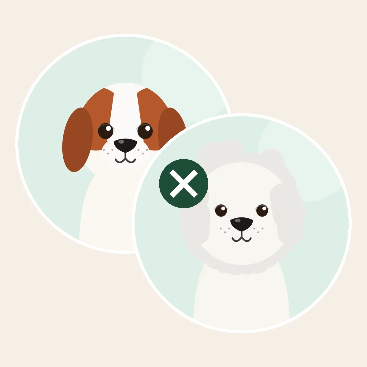 Cavachon – cavalier kingcharlesinspanieli × bichon frisé -risteytys (piirroskuva vanhempien roduista)
