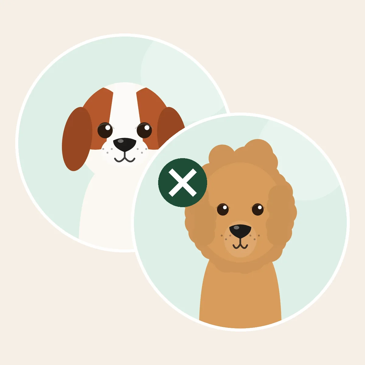 Cavapoo – cavalier kingcharlesinspanieli × kääpiövillakoira × toyvillakoira -risteytys (piirroskuva vanhempien roduista)