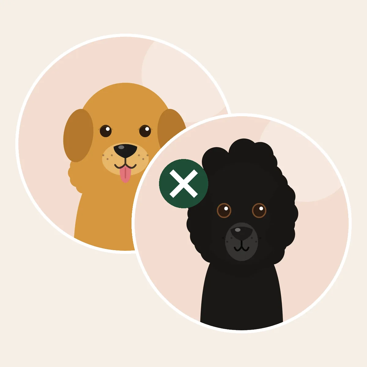 Goldendoodle – kultainennoutaja × isovillakoira × keskikokoinen villakoira × kääpiövillakoira -risteytys (piirroskuva vanhempien roduista)