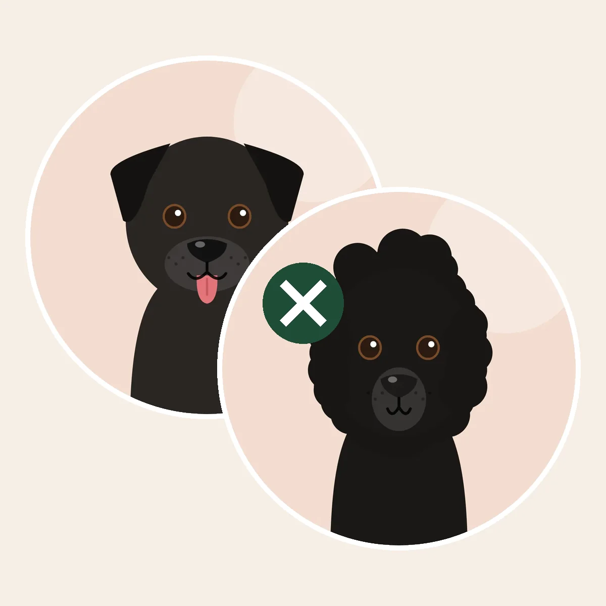 Labradoodle – labradorinnoutaja × isovillakoira × keskikokoinen villakoira × kääpiövillakoira -risteytys (piirroskuva vanhempien roduista)