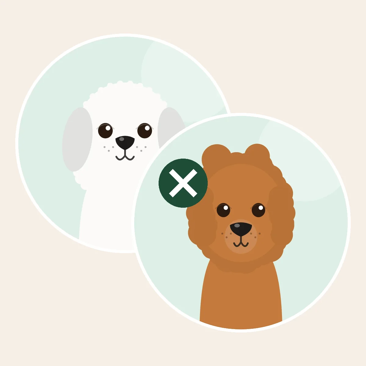 Maltipoo – maltankoira × toyvillakoira × kääpiövillakoira -risteytys (piirroskuva vanhempien roduista)