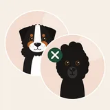 Bernedoodle