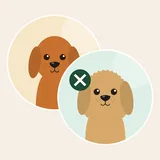 Cockapoo