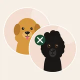 Goldendoodle