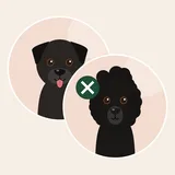 Labradoodle