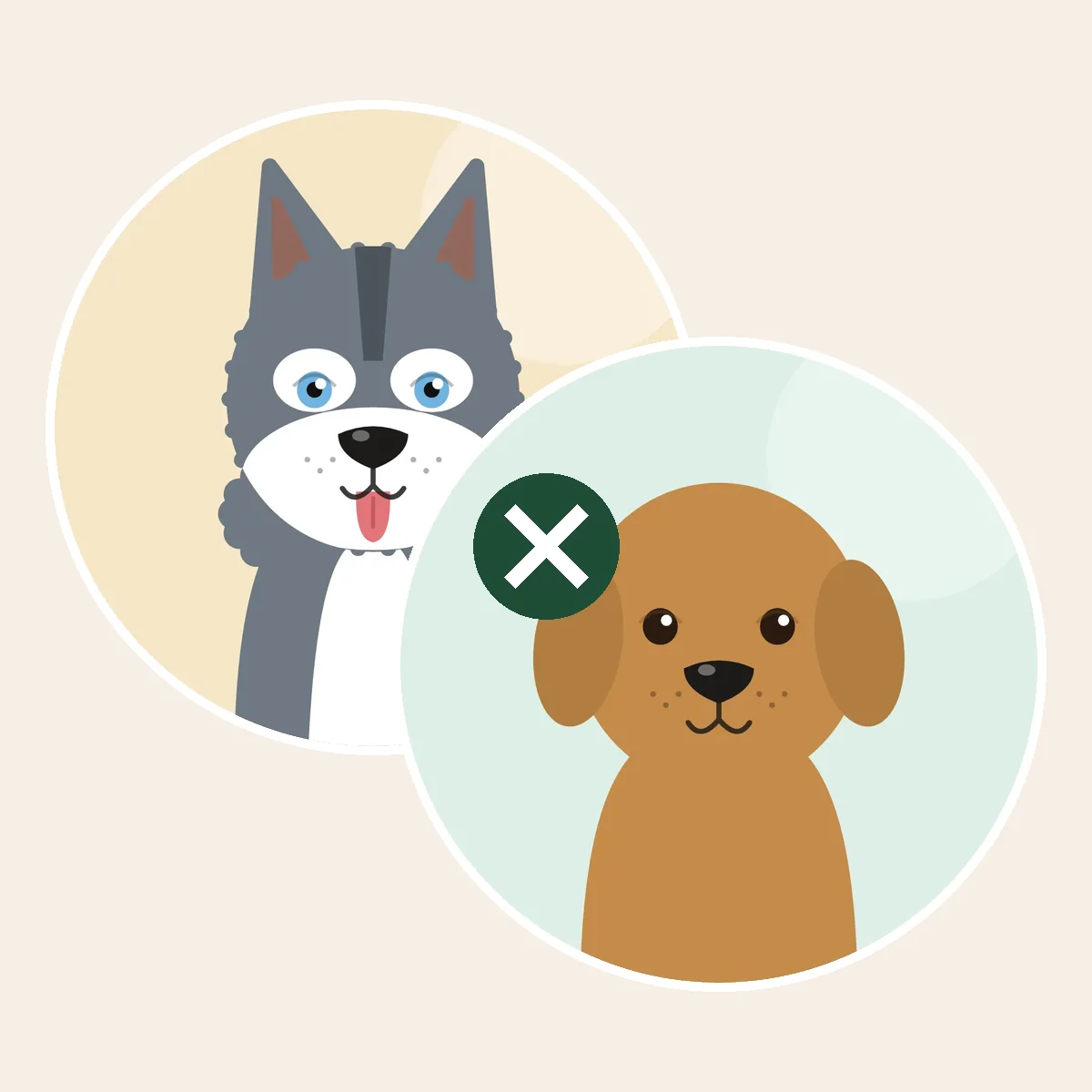 Pomsky – siperianhusky × saksanpystykorva, pomeranian -risteytys (piirroskuva vanhempien roduista)