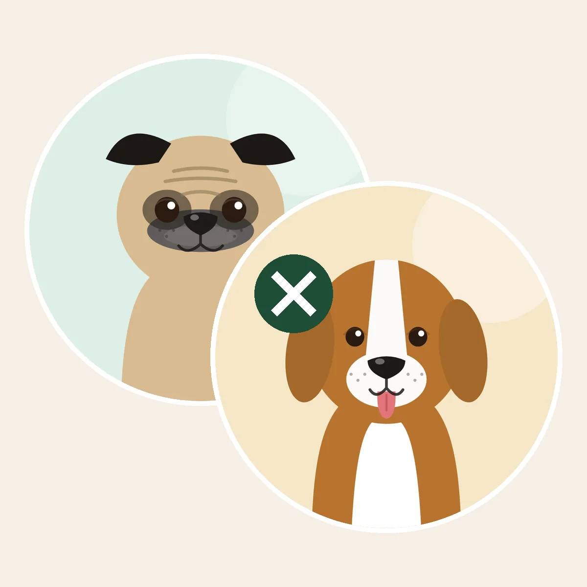 Puggle – mopsi × beagle -risteytys (piirroskuva vanhempien roduista)