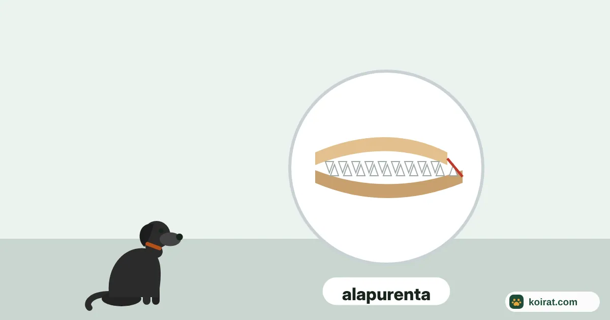 Koiran alapurenta – kaaviokuva koiran leuoista, alaleuka yläleukaa pidempi