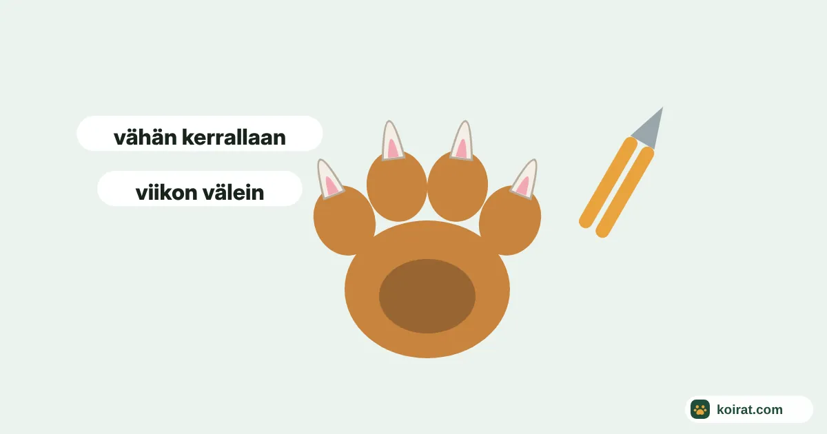 Kuinka nopeasti koiran kynnen ydin vetäytyy – koiran kynsiä leikataan