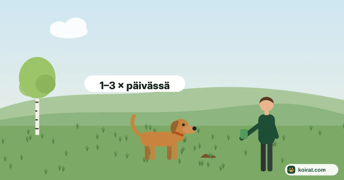 Kuinka usein koira kakkaa – koira lenkillä ja kakkapussi