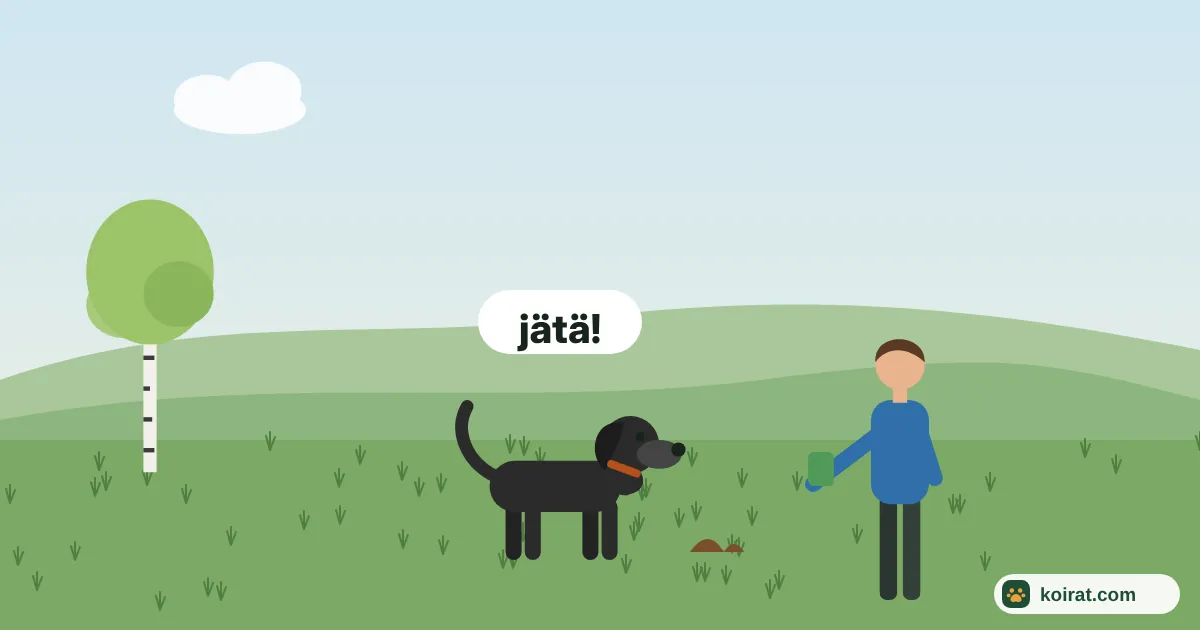 Miksi koira syö kakkaa – koira nuuhkii kakkaa nurmikolla, omistaja huikkaa jätä